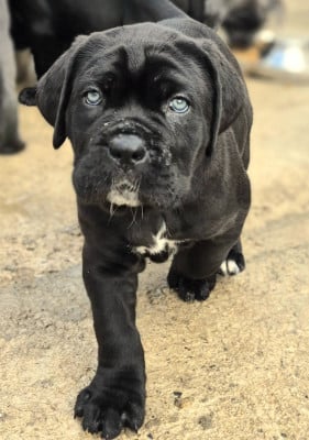 Les chiots de Cane Corso