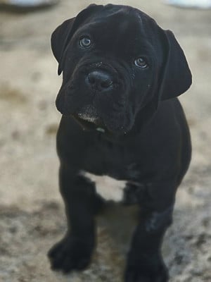 Les chiots de Cane Corso