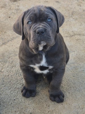 Les chiots de Cane Corso