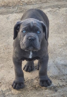 Les chiots de Cane Corso