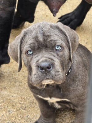 Les chiots de Cane Corso
