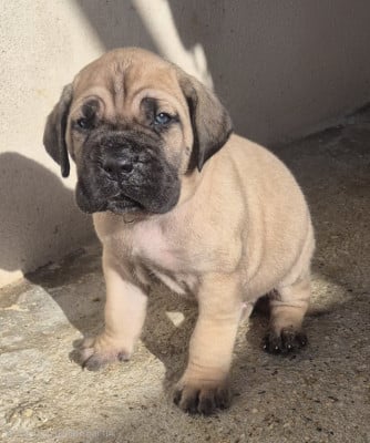 Les chiots de Cane Corso