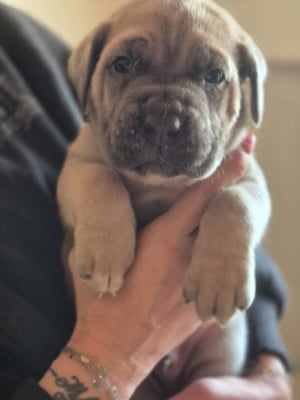Les chiots de Cane Corso