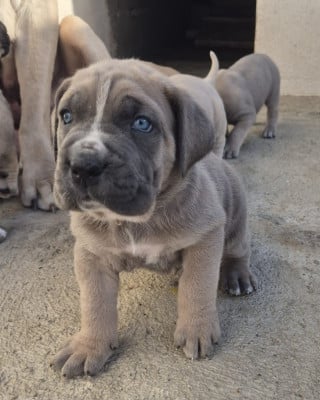 Les chiots de Cane Corso