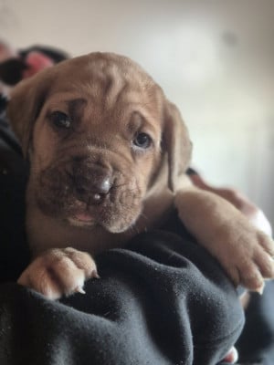Les chiots de Cane Corso
