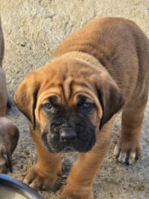Les chiots de Cane Corso