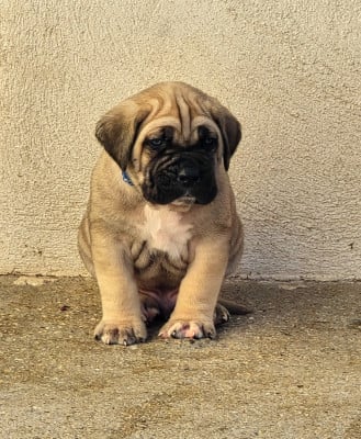 Les chiots de Cane Corso