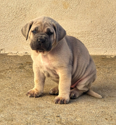 Les chiots de Cane Corso