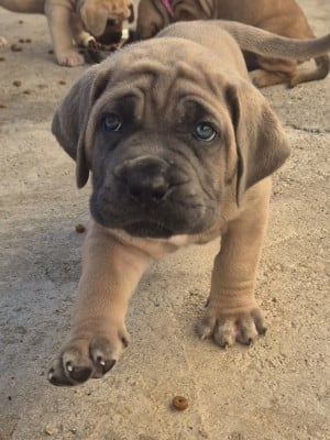 Les chiots de Cane Corso