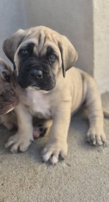 Les chiots de Cane Corso