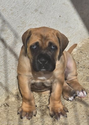Les chiots de Cane Corso