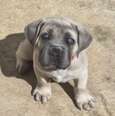 Les chiots de Cane Corso