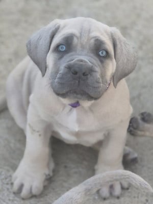 Les chiots de Cane Corso