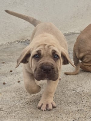 Les chiots de Cane Corso