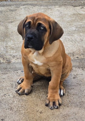 Les chiots de Cane Corso