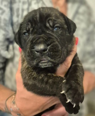 Cane Corso