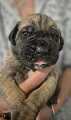 Les chiots de Cane Corso