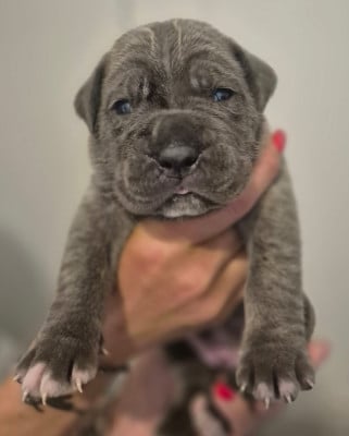 Les chiots de Cane Corso