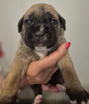 Les chiots de Cane Corso