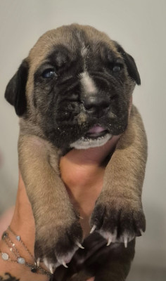 Les chiots de Cane Corso