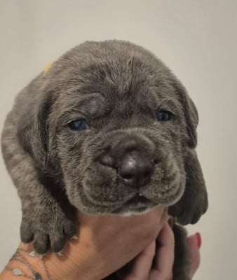 Les chiots de Cane Corso