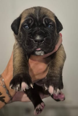 Les chiots de Cane Corso
