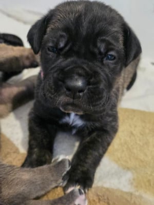 Les chiots de Cane Corso