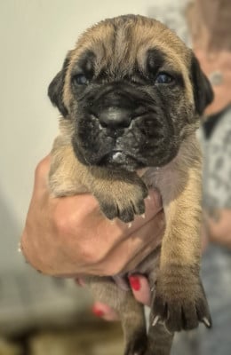 Les chiots de Cane Corso
