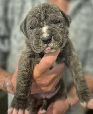 Les chiots de Cane Corso