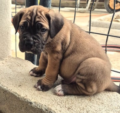 Les chiots de Cane Corso