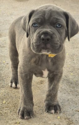 Les chiots de Cane Corso