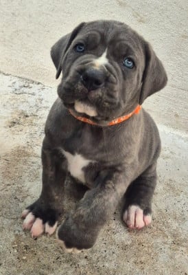 Les chiots de Cane Corso