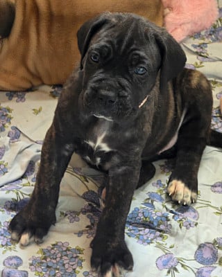 Les chiots de Cane Corso