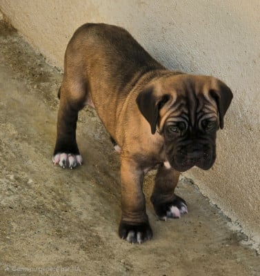 Les chiots de Cane Corso