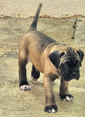 Les chiots de Cane Corso