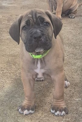 Les chiots de Cane Corso