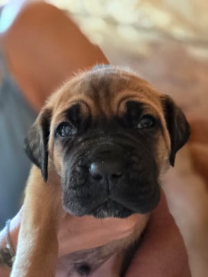 Les chiots de Cane Corso