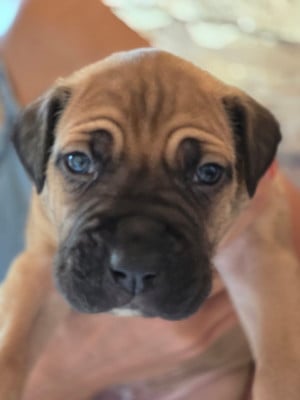 Les chiots de Cane Corso