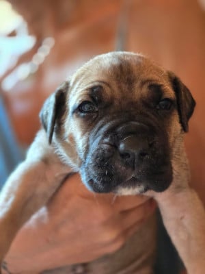 Les chiots de Cane Corso