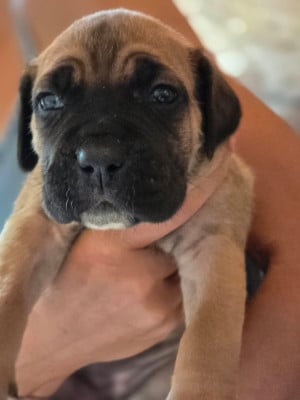 Les chiots de Cane Corso