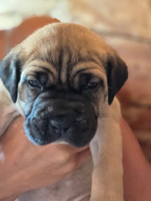 Les chiots de Cane Corso