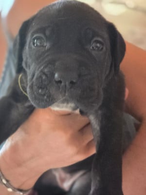 Les chiots de Cane Corso