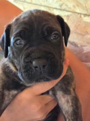 Les chiots de Cane Corso