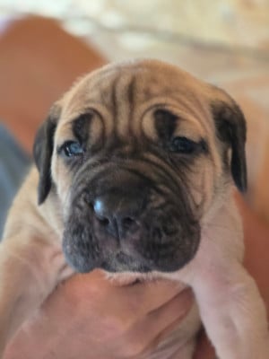 Les chiots de Cane Corso