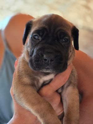 Les chiots de Cane Corso