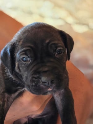 Les chiots de Cane Corso