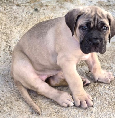Les chiots de Cane Corso