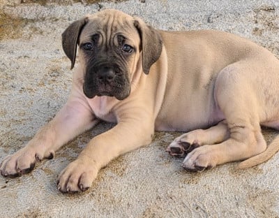 Les chiots de Cane Corso
