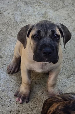 Les chiots de Cane Corso
