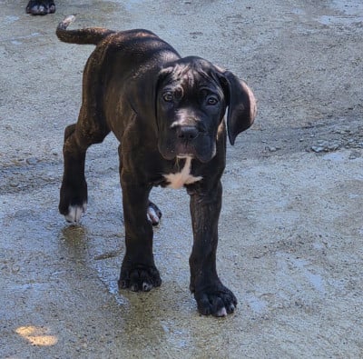 Les chiots de Cane Corso